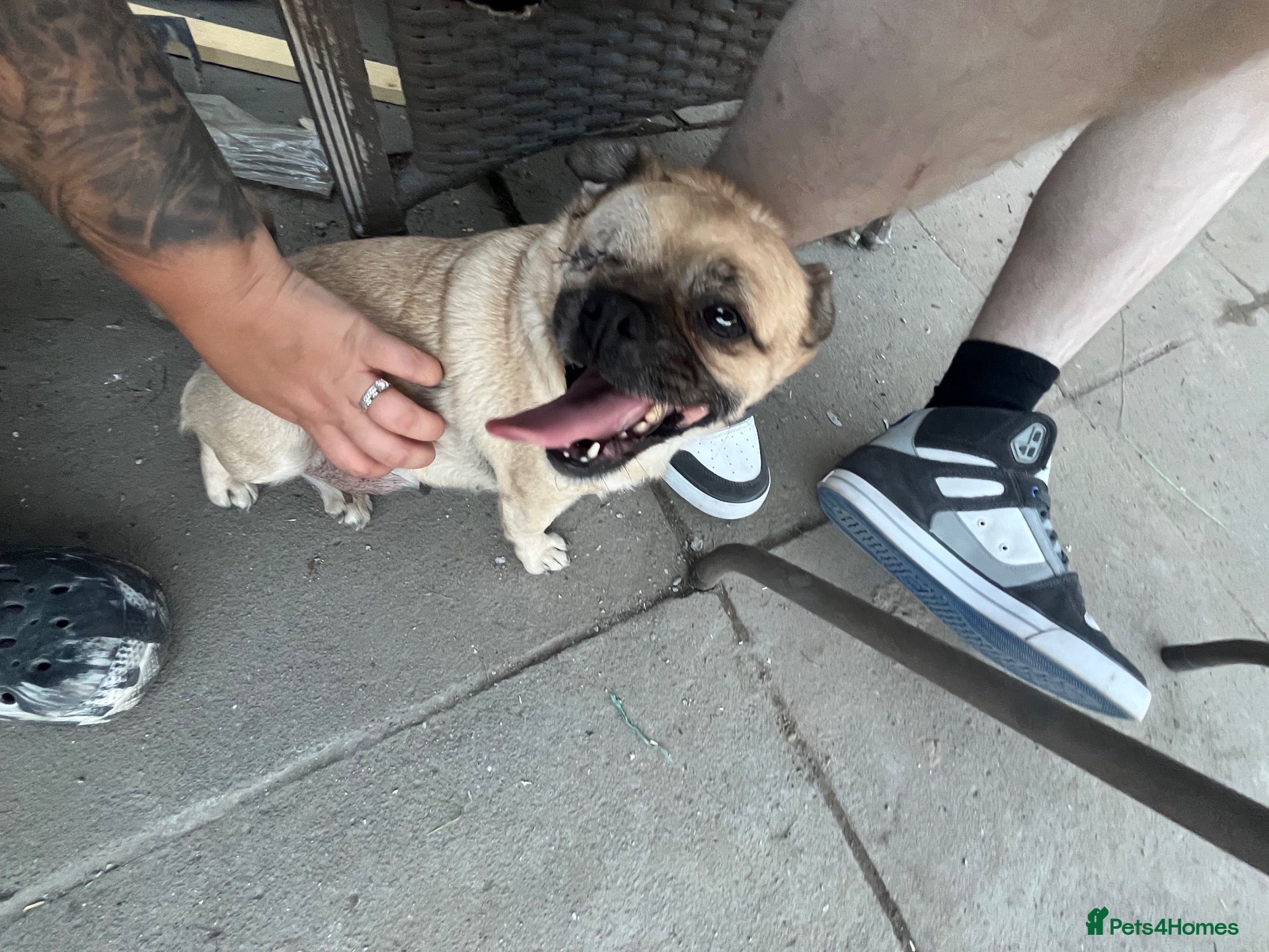 Mixed Breed dogs Mother and Son for sale  - Advert 1