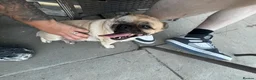 Mixed Breed dogs for sale: Mother and Son for sale  in Bootle - Advert 1