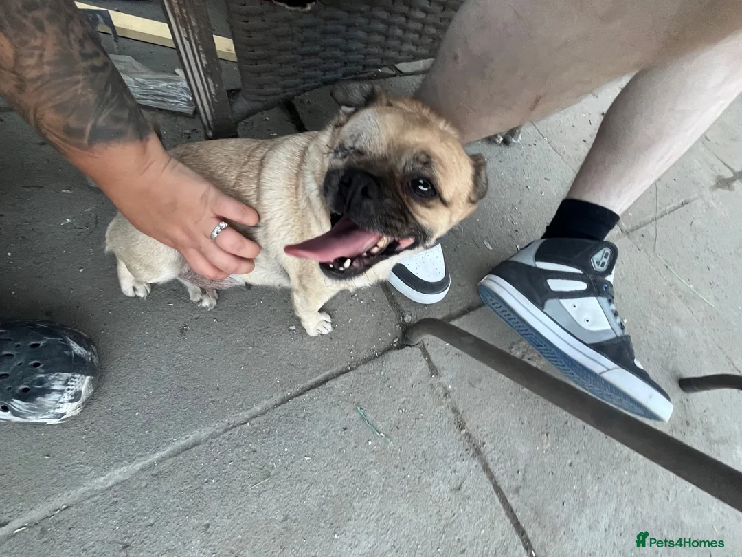 Mixed Breed dogs for sale: Mother and Son for sale  in Bootle - Advert 1
