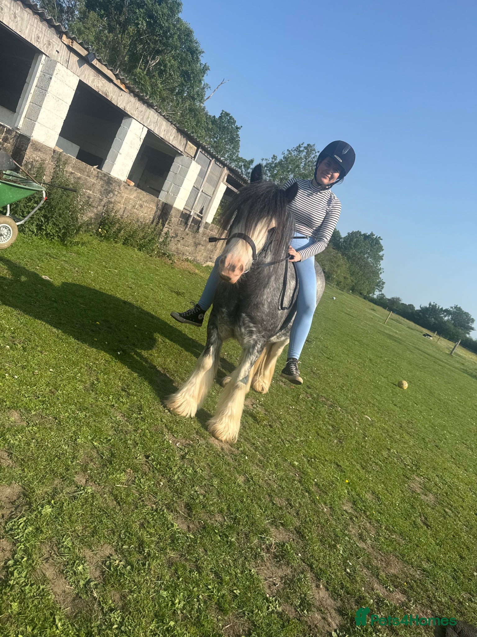 Irish Cob horses for sale: Norman  - Advert 10