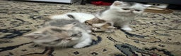 Exotic cats for sale: Lovely Exotic kittens ready to go - Advert 5
