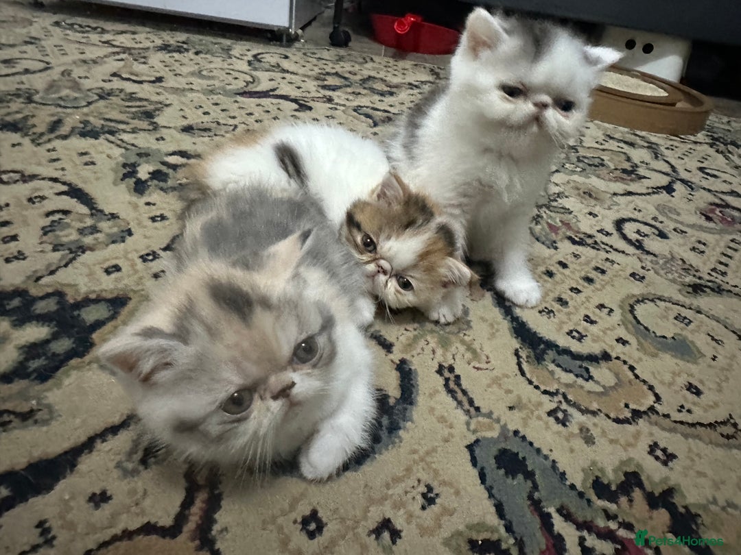 Exotic cats for sale: Lovely Exotic kittens ready to go - Advert 5