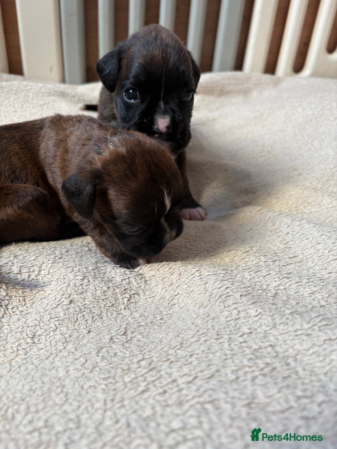 Boxer dogs for sale: KC registered boxer puppies  - Advert 9