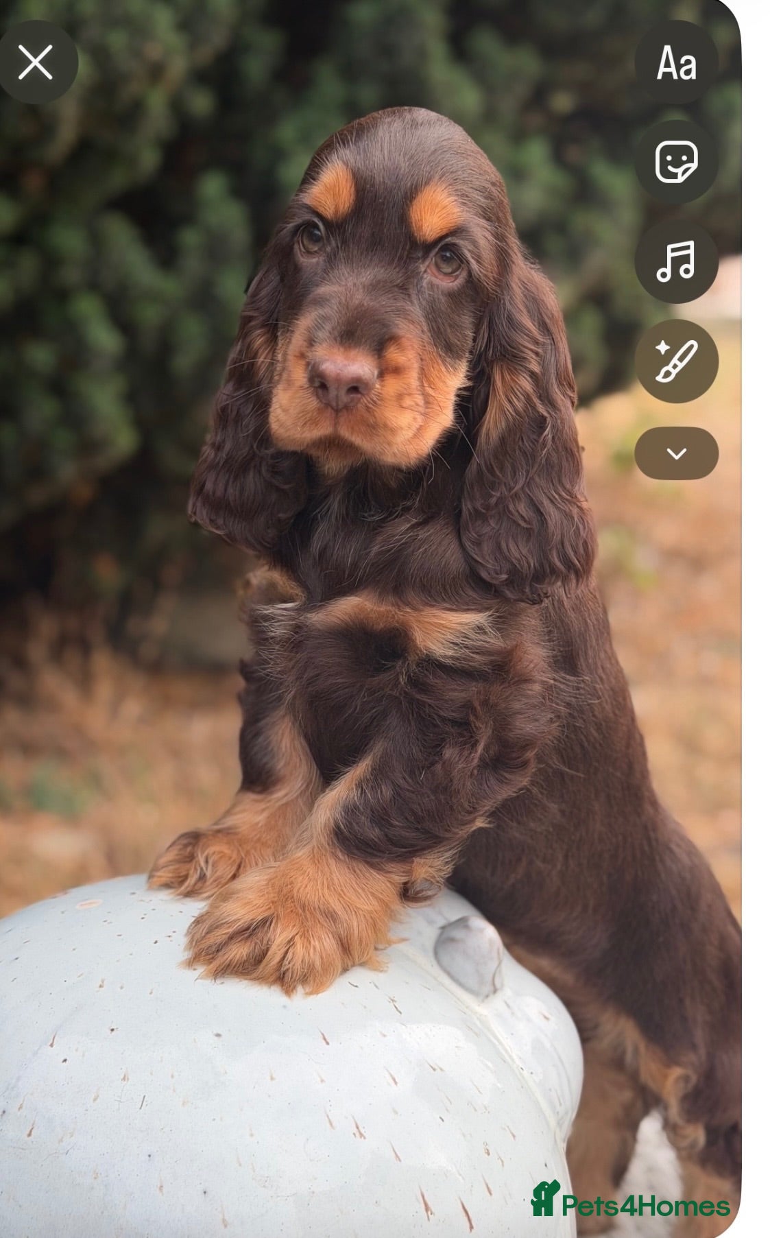 Cocker Spaniel dogs Stunning show cockers  - Advert 1
