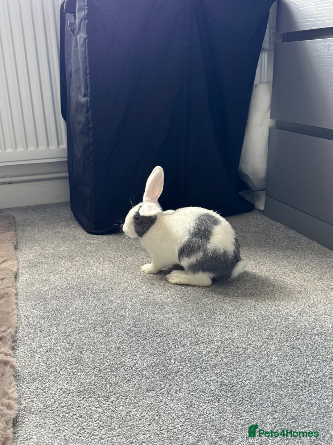 Mixed Breed rabbits for sale: 2 Bunnies with cage and all remaining supplies  - Image 10
