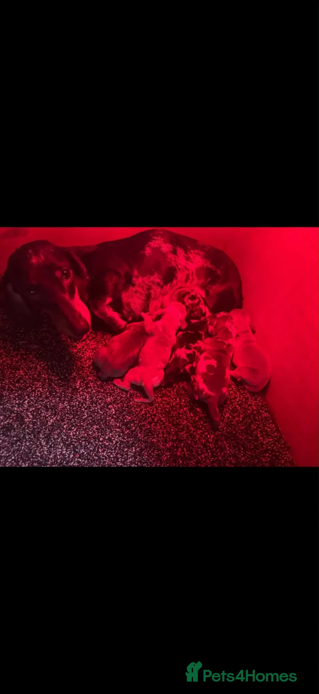 Miniature Dachshund dogs for sale: Miniature dachshund  - Advert 6