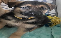 German Shepherd dogs for sale: ADORABLE GERMAN SHEPHERD PUPPIES! 😍 - Image 4