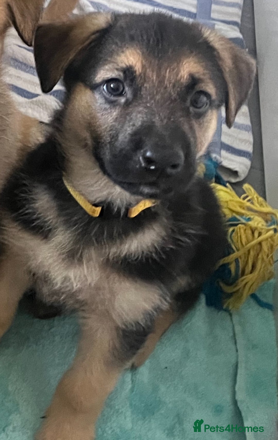 German Shepherd dogs for sale: ADORABLE GERMAN SHEPHERD PUPPIES! 😍 - Image 4
