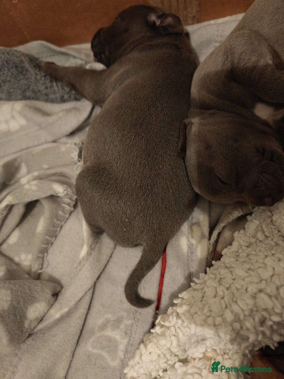 Staffordshire Bull Terrier dogs for sale: Blue chunky Staffordshire pups - Advert 20