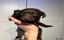 Springador dogs for sale: Labrador/Springador cross pups - Advert 16