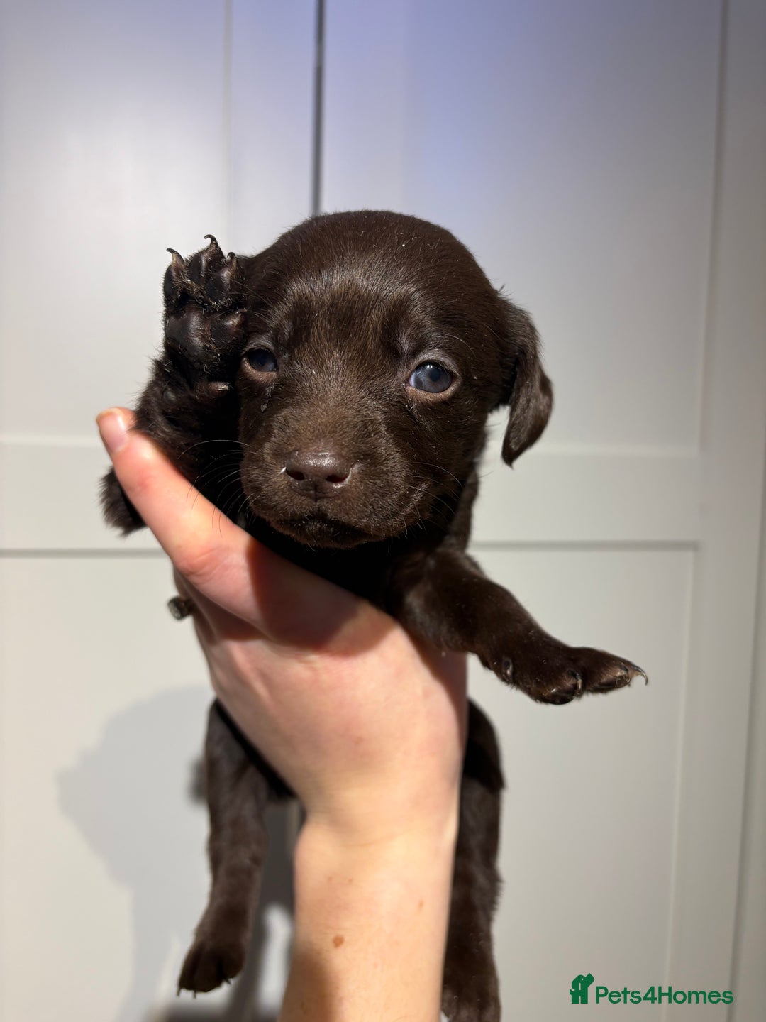 Springador dogs for sale: Labrador/Springador cross pups - Advert 16