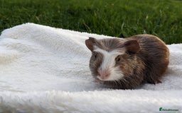 Guinea Pig rodents for sale: Gorgeous guinea pigs - Advert 8