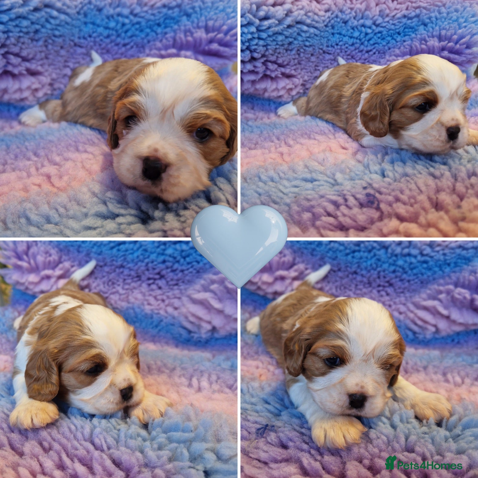 Cavalier King Charles Spaniel dogs 🐾 1 Remaining Stunning Boy CKCS Puppy🐾 - Advert 2