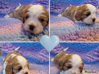 Cavalier King Charles Spaniel dogs 🐾 1 Remaining Stunning Boy CKCS Puppy🐾 - Advert 2