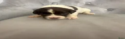 English Springer Spaniel dogs for sale: 15 ENGLISH SPRINGER SPANIEL PUPPIES - Advert 8