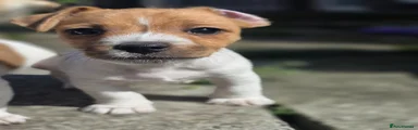 Jack Russell Puppy 1