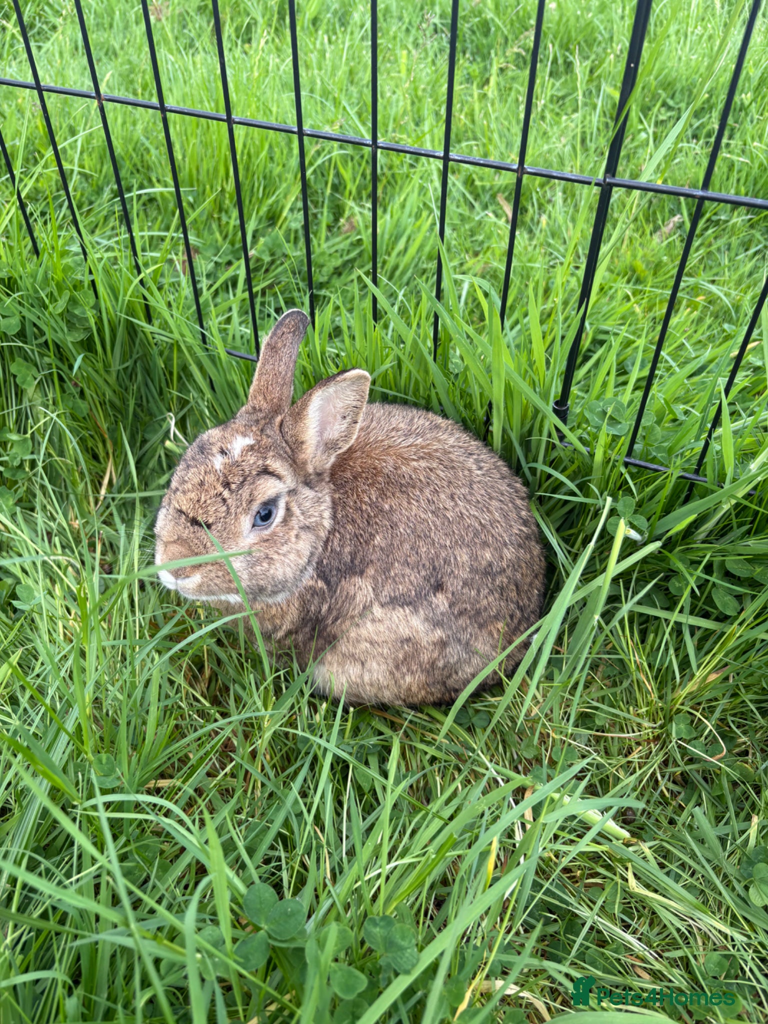 Netherland Dwarf rabbits Beautiful boys. Great with kids and adults  - Advert 6