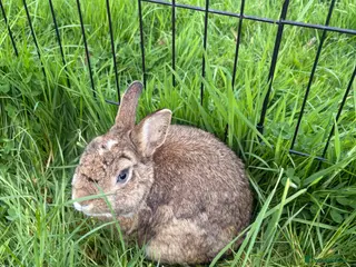Netherland Dwarf rabbits Beautiful boys. Great with kids and adults - Advert 5