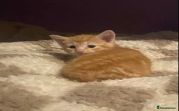 Bengal cats for sale: Beautiful ginger kittens - Image 1