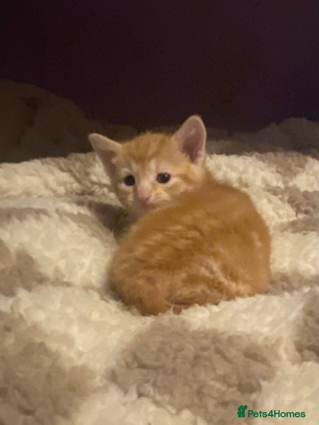 Bengal cats for sale: Beautiful ginger kittens - Image 1