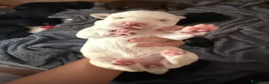 Rare cream girl