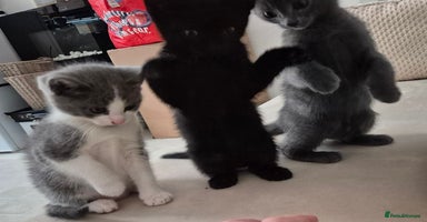 Mixed Breed cats - Advert 9
