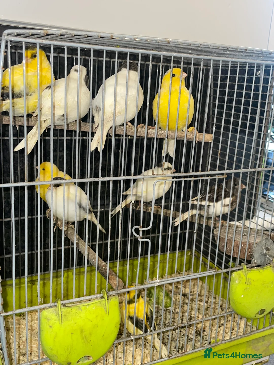 Canaries birds for sale: Young Fife Caneries - Advert 3