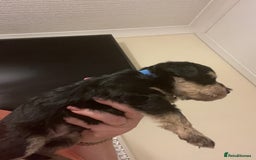 Miniature Schnauzer dogs for sale: 🐾🤎🐶Cavaschnauzer-Pups🐶🤎🐾 - Image 9