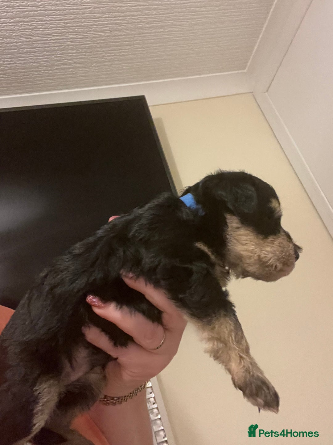 Miniature Schnauzer dogs for sale: 🐾🤎🐶Cavaschnauzer-Pups🐶🤎🐾 - Image 9