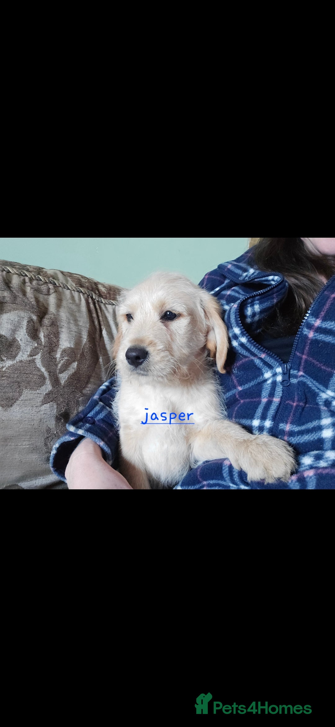 Labradoodle dogs for sale: F1 MINI LABRADOODLES ready to leave 3rd dec  - Advert 28