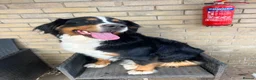 Bernese Mountain Dog dogs for sale: Two lovely Bernese Mountain Dogs  - Advert 7