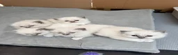 Ragdoll cats for sale: Full breed ragdoll kittens - Advert 8