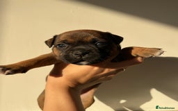 Staffordshire Bull Terrier dogs for sale: Red KC Reg Staffordshire Bull Terrier✨ - Image 2