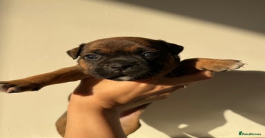 Staffordshire Bull Terrier dogs - Advert 20