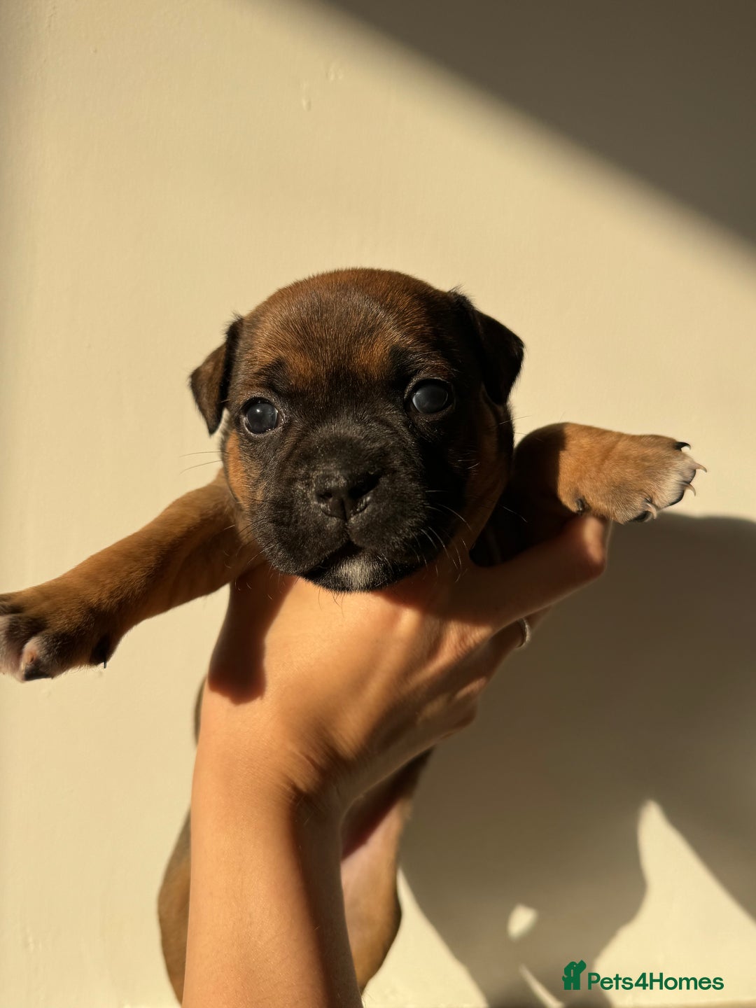 Staffordshire Bull Terrier dogs for sale: Red KC Reg Staffordshire Bull Terrier✨ - Image 2