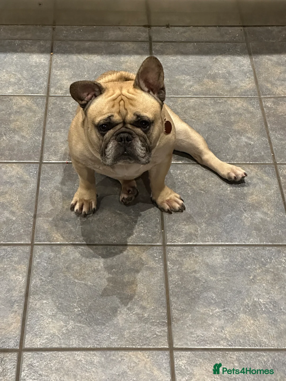 French Bulldog dogs for sale: Rolo is looking for a new home! - Advert 2