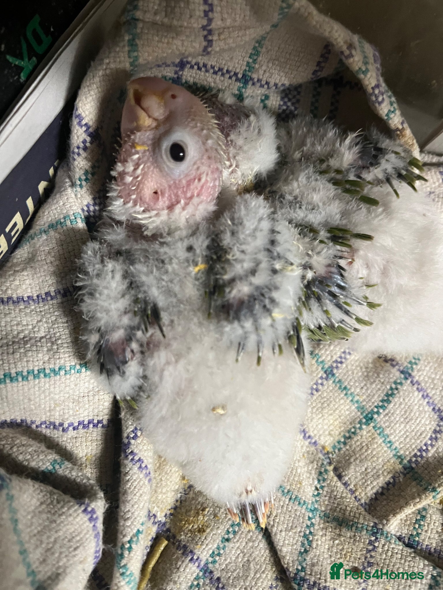 Conures birds Silly tame hand reared conour baby  - Advert 1