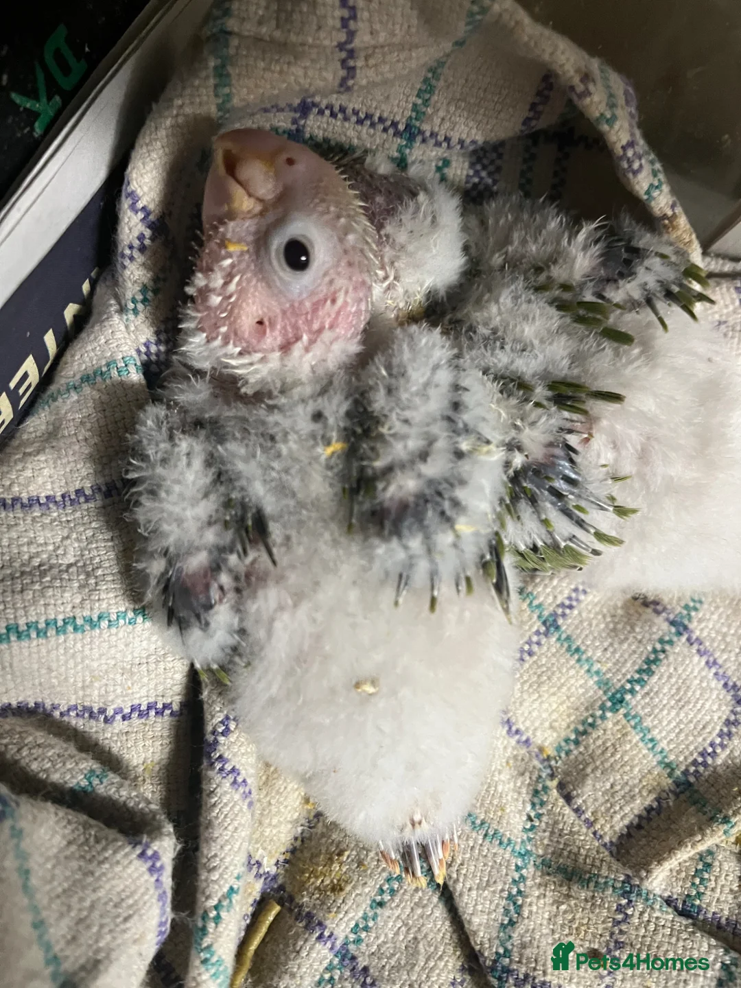 Conures birds for sale: Silly tame hand reared conour baby  - Advert 1