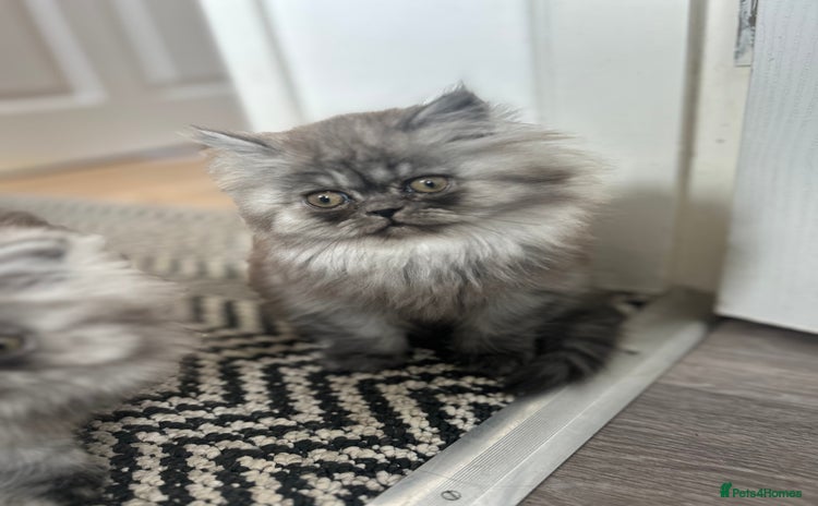 Persian cats - Advert 3