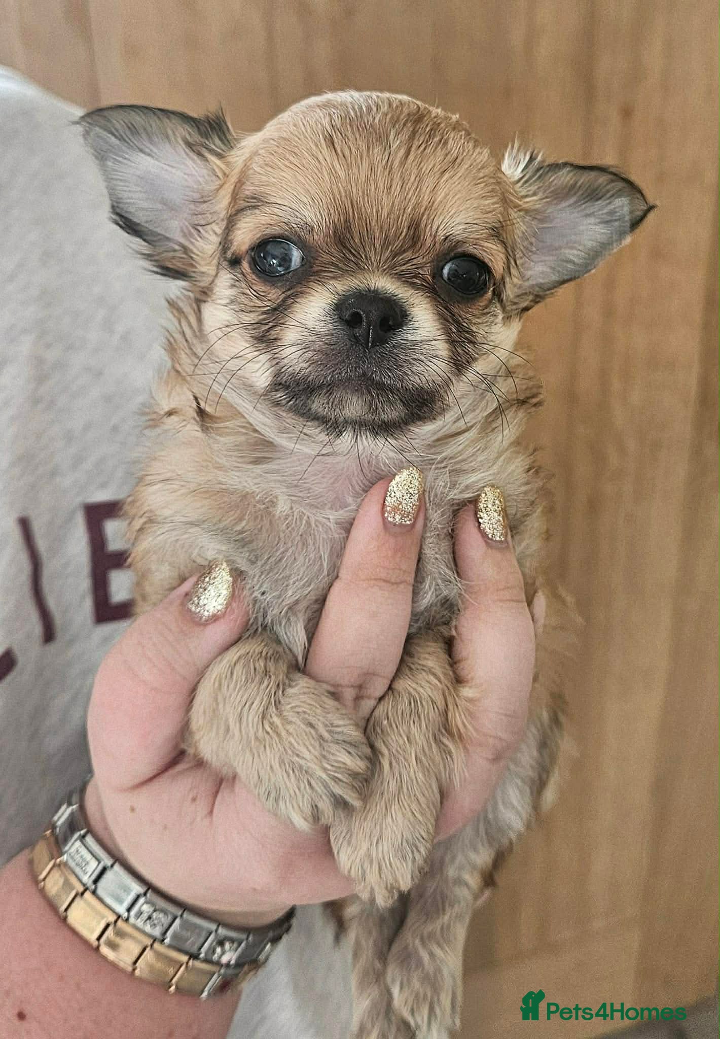 Chihuahua dogs Stunning long coat Chihuahua boy - Advert 2