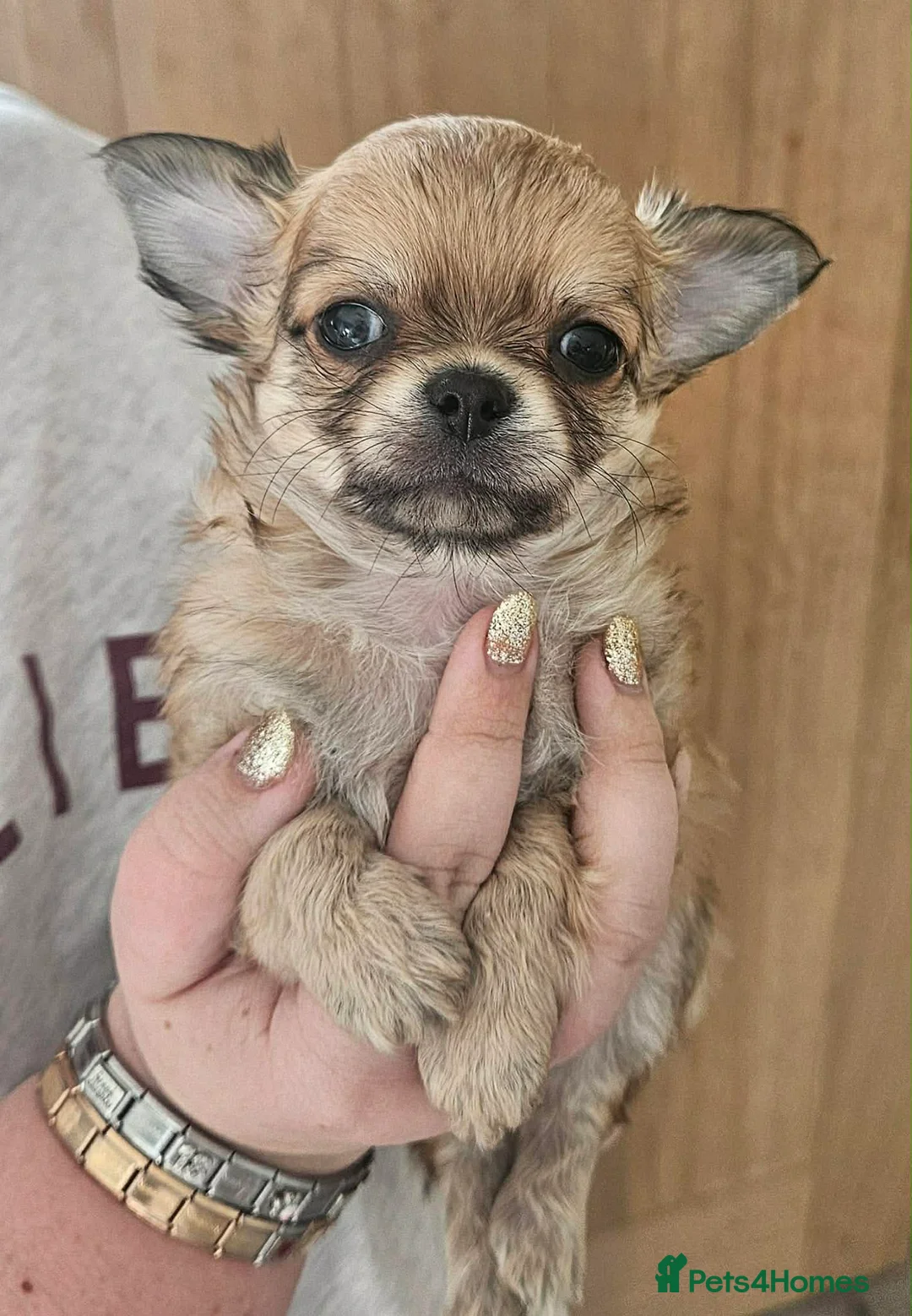 Chihuahua dogs for sale: Stunning long coat Chihuahua boy - Advert 2