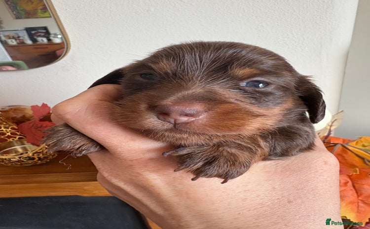 Miniature Dachshund dogs - Advert 6
