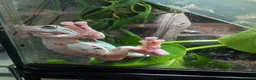Frog reptiles for sale: White tree frogs  in Dover - Advert 2