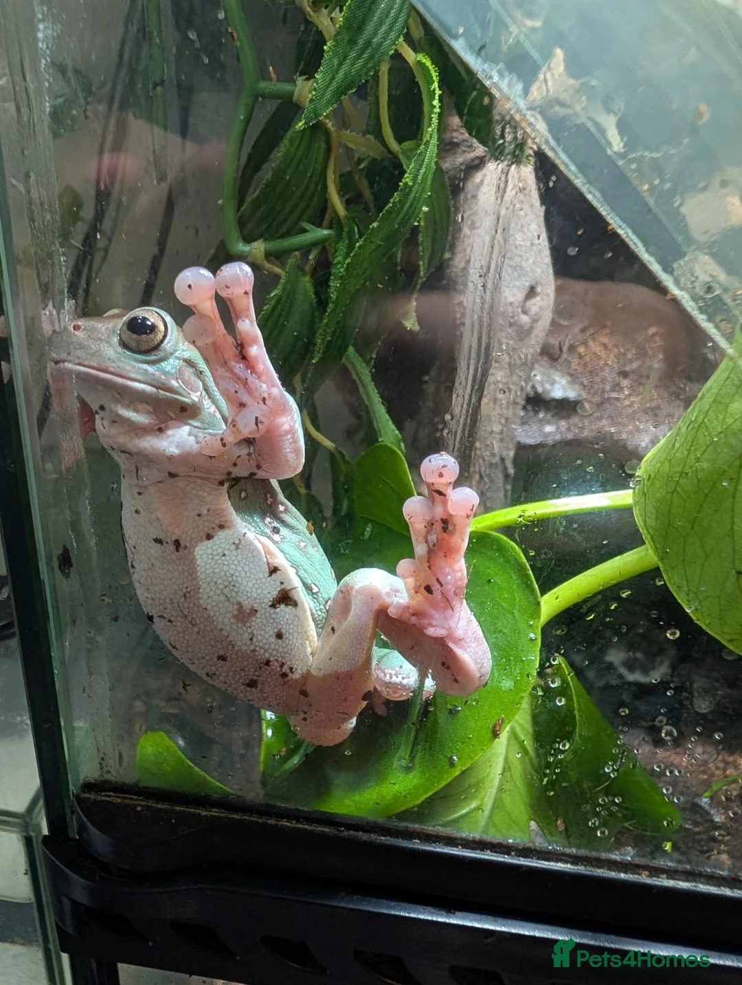Frog reptiles for sale: White tree frogs  in Dover - Advert 2