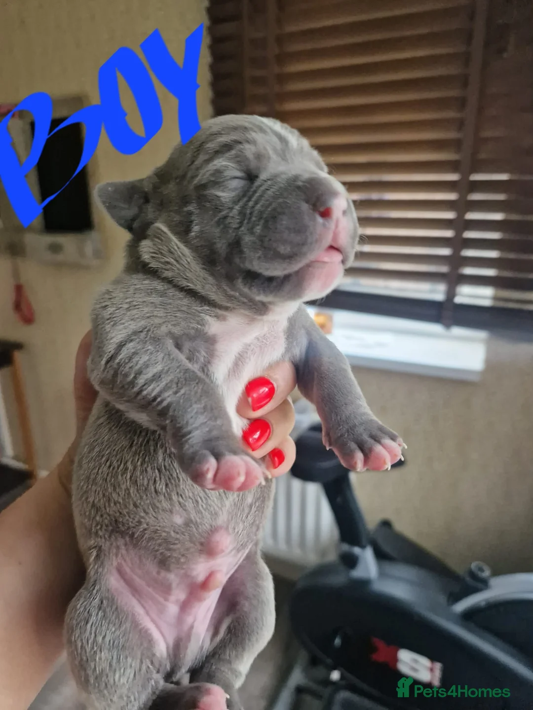 Staffordshire Bull Terrier dogs for stud: Proven Beautiful Blue Staff Stud in Walsall - Advert 11