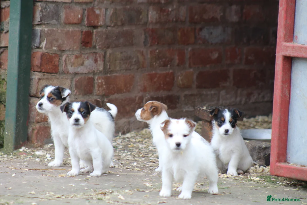 Jack Russell dogs for sale: Jack Russell Puppies for sale - Advert 2