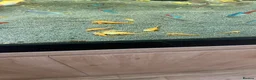 Plecos fish for sale: Super red Plecos  - Advert 3