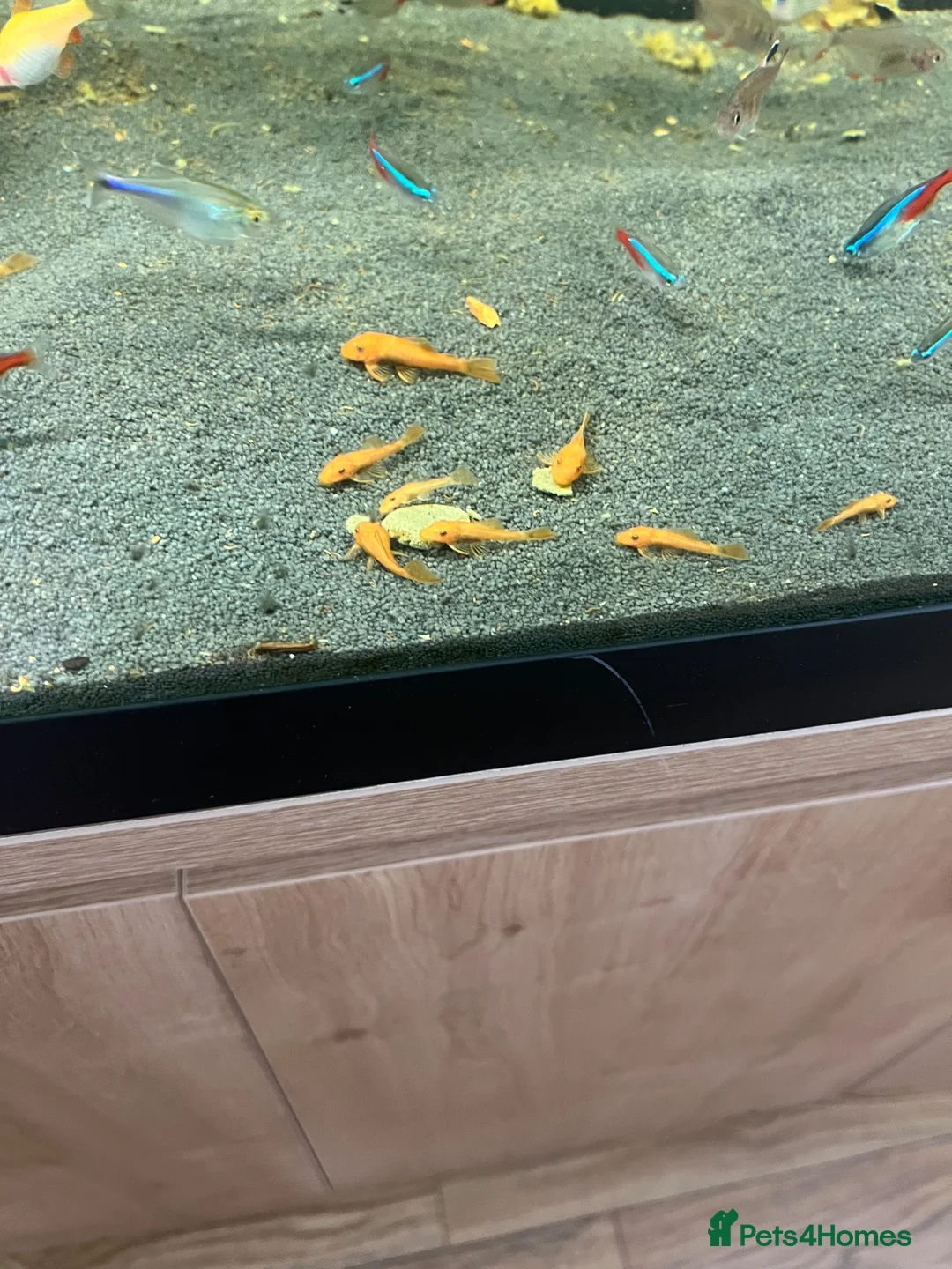 Platies fish for sale: Super red Plecos  - Advert 2