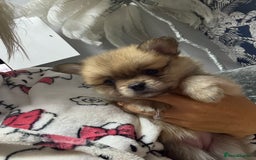 Mixed Breed dogs for sale: NEW BREED! Pomeranian x FULL FLUFFY FRENCHIE  - Image 16