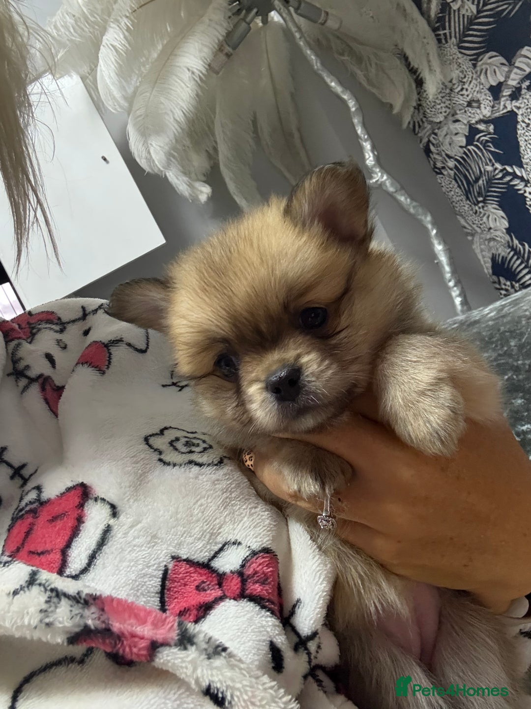 Mixed Breed dogs for sale: NEW BREED! Pomeranian x FULL FLUFFY FRENCHIE  - Image 16